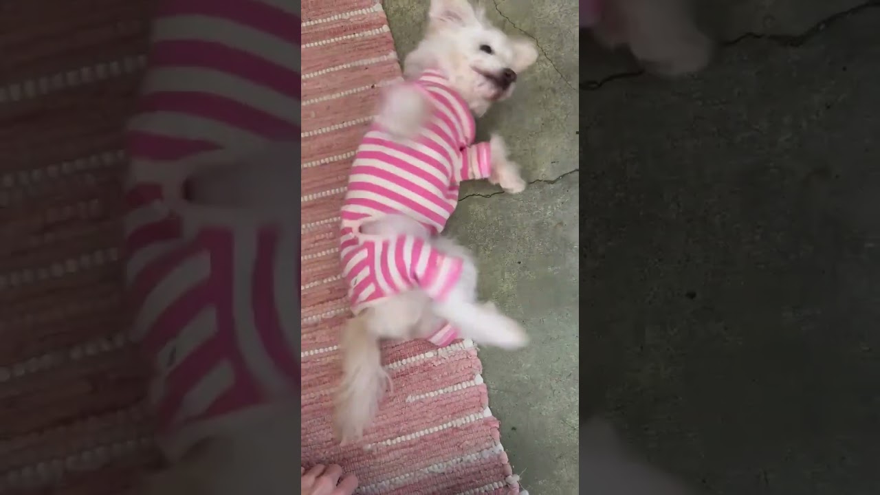 Enlarge Princess Polka Dot, a Adoptable mixed breed in Los Angeles, CA video 3/6