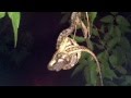 Snake Eats A Horny Lizard