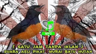 Download lagu SUARA PIKAT ASLI MURAI BATU HUTAN 🔴 1 JAM - MP3 mp3 Download lagu SUARA PIKAT ASLI MURAI BATU HUTAN 🔴 1 JAM - MP3 mp3
