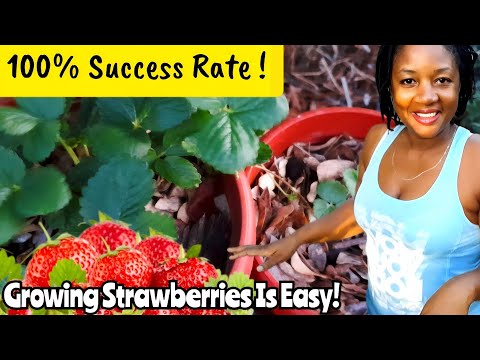 100% Success Rate At Growing and Propagating Strawberry 🍓 In HOT Tropical Climate 