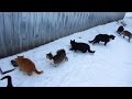 Cats Dawn Of Justice Very Hungry Today