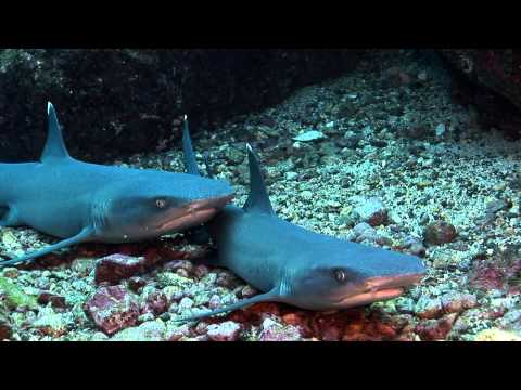 Cocos Island - Insel der Hammerhaie