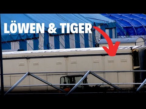 Circus Krone sperrt Großkatzen über 15 Stunden in kleine Transporter