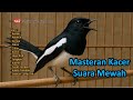 MP3 Masteran Burung Kacer Full Isian Mewah Agar Cepat Gacor Tembakan Kasar Dan Juara