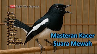 Download lagu MP3 Masteran Burung Kacer Full Isian Mewah || Agar Cepat Gacor, Tembakan Kasar dan Juara mp3 Download lagu MP3 Masteran Burung Kacer Full Isian Mewah || Agar Cepat Gacor, Tembakan Kasar dan Juara mp3