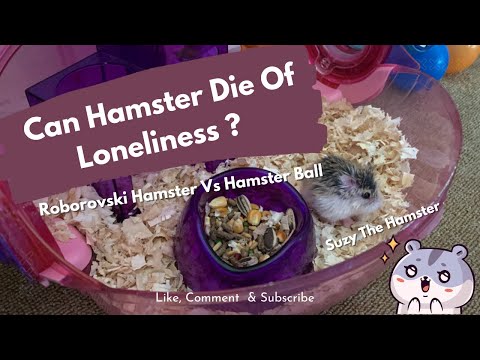 Roborovski Hamster || Happy Hamster || Hamster Ball