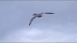 Everything A Man Could Ever Need (1970-71) Glen Campbell - LYRICS. Video by CyberGuard 18