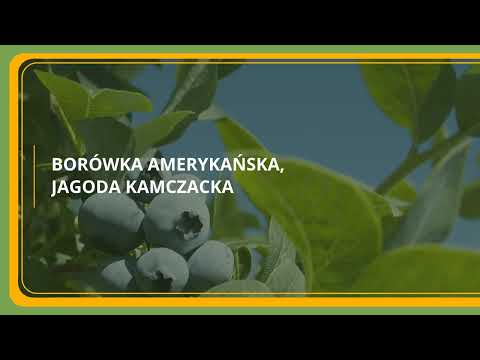 Szkółka Drzewek Owocowych I Krzewów Ozdobnych Łukasz Danek - video