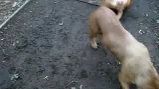 (Redline) August 2008