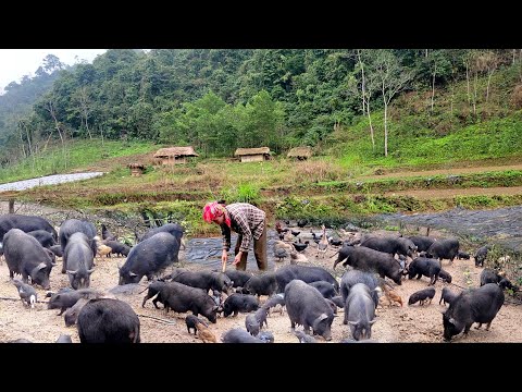 Take care of and feed more than 100 pigs every day then plant watermelons for the new crop.