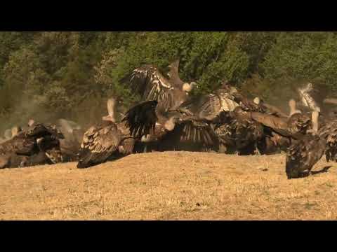 BUITRE LEONADO | GRIFFON VULTURE | Gyps fulvus 4K