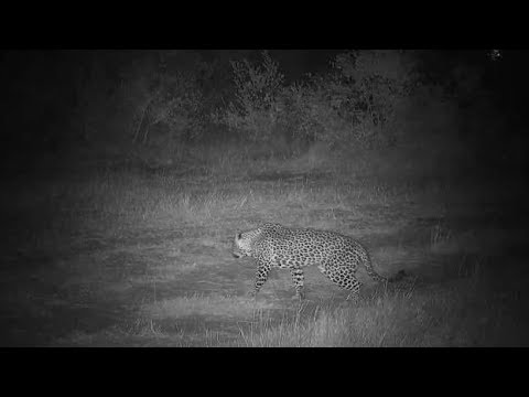 Djuma: Leopard-Hosana male - 00:18 - 06/18/19
