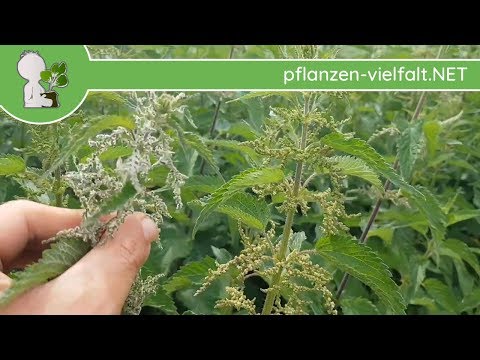 Große Brennnessel - Blüte/Blüten (w. & m.) - 24.05.18 (Urtica dioica) - Essbare Wildpflanzen
