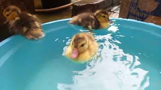 Ketika Bebek Bebek Lucu Melompat Minum Air dan Berenang Renang  Dikolam Warna Warni Pelangi