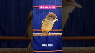 Download lagu MASTERAN MEWAH CUCAK JENGGOT GACORRR !!! mp3