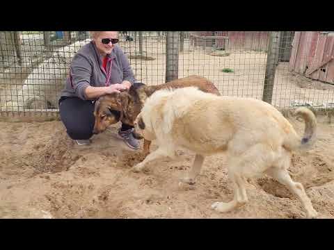 Vídeo de AMBER