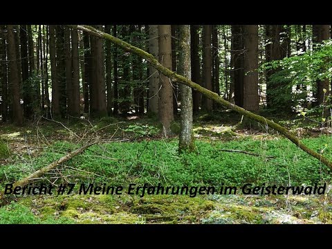 Bericht #7. Meine Erfahrungen im Geisterwald
