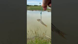 Snakeheadfish bait ready #fishingvideos #fishingtechniques