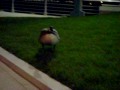 Crazy Duck Part 1 Da Vill In NYC