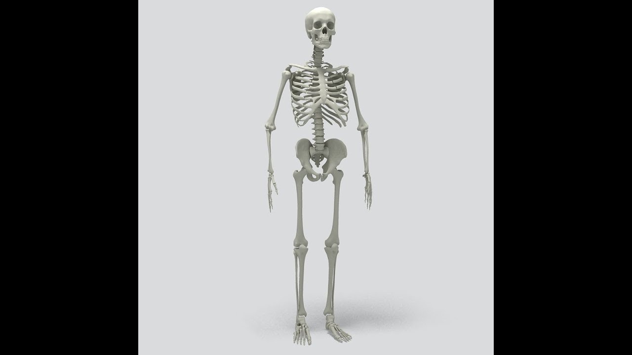 3dmodel human skeleton at 3dexport.com