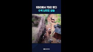 5마리에서 7마리 됐다..수색 난이도 상승 #shorts