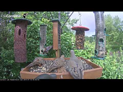 Northern Cardinal Joins Mourning Doves At Cornell Feeders – July 18, 2019