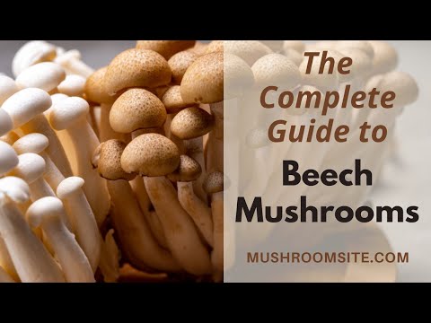Beech Mushrooms -- Everything You Need to Know