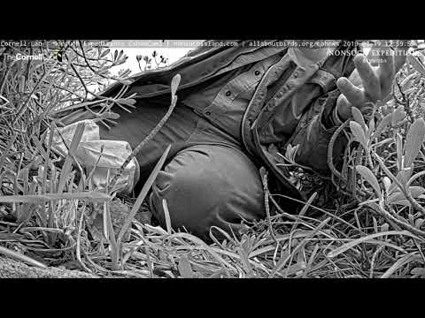 Jeremy Madeiros Makes Quick Health Check On cahow Cam 2 Chick – Mar. 19, 2019