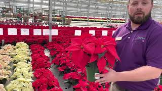 NEW Early Elegance Poinsettia series from Selecta One