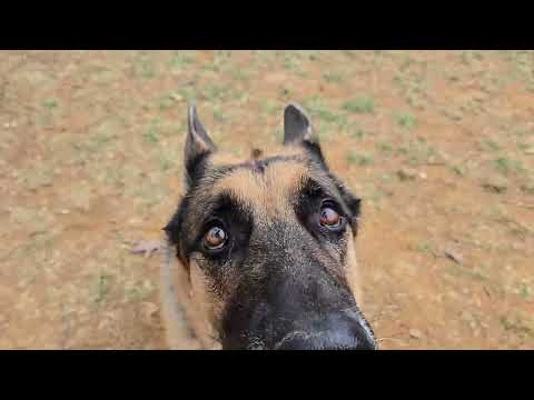The greeting, try this with your dog and watch the difference.