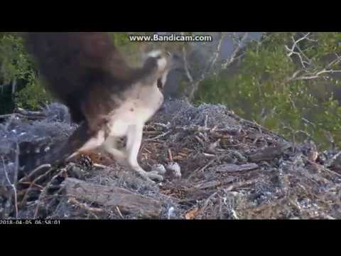 Savannah Osprey Nest Intruder Video from Both Cameras April 5 2018