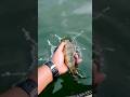 Video Thumbnail for See you later, Perch | Blackstrap Reservoir #shorts #fishing #saskatchewan