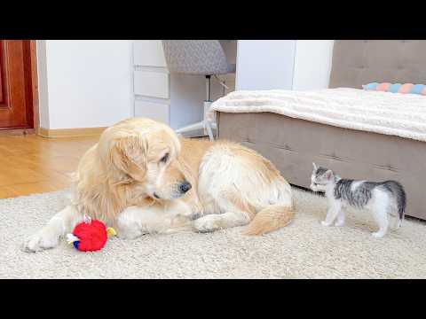 YouTube 썸네일