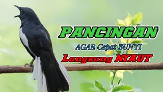 Download lagu Terapi ampuh, pancingan kacer ngeplong ini cocok buat kacer bahan supaya cepat bunyi gacor! mp3