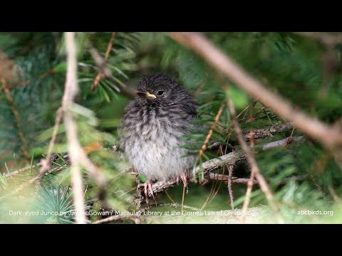 Dark-eyed Junco