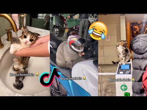 BRUSCHIMICHIS😹💗 1 hora de risa🐈💕! // #bruschimichis #humor #5
