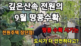 전원의9월 땅콩수확! 시기 전원주택에 단점이 있다고?장단점??~ #땅콩의효능 #땅콩수확시기 #땅콩캐는시기 #…