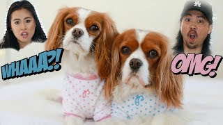 REACTING TO HATE COMMENTS | OMG WHAT?!