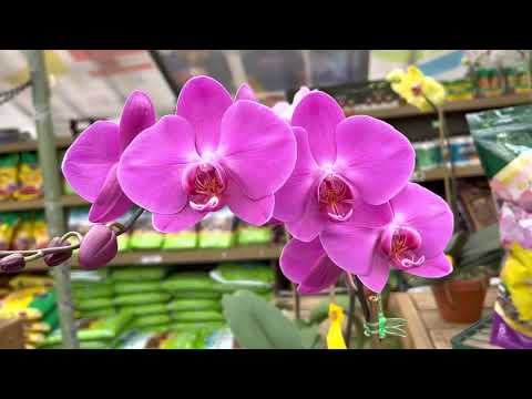 Let’s visit Garden World in New York! |Robina’s Cuisine| #garden #plants #flowers #gardening