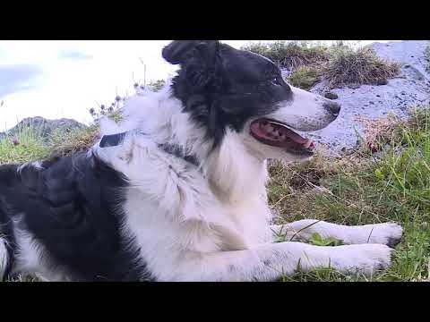 Trieb und Herdenschutzhunde - tierisch Reportage