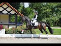 Cavalla KWPN Cavallo da Sport Neerlandese In vendita 2020 Baio scuro ,  FOR ROMANCE II