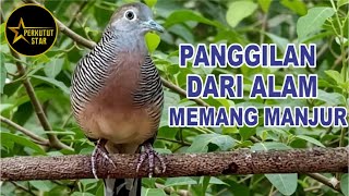 Download lagu suara burung Perkutut Lokal Gacor alam bebas - ahli mancing bunyi mp3