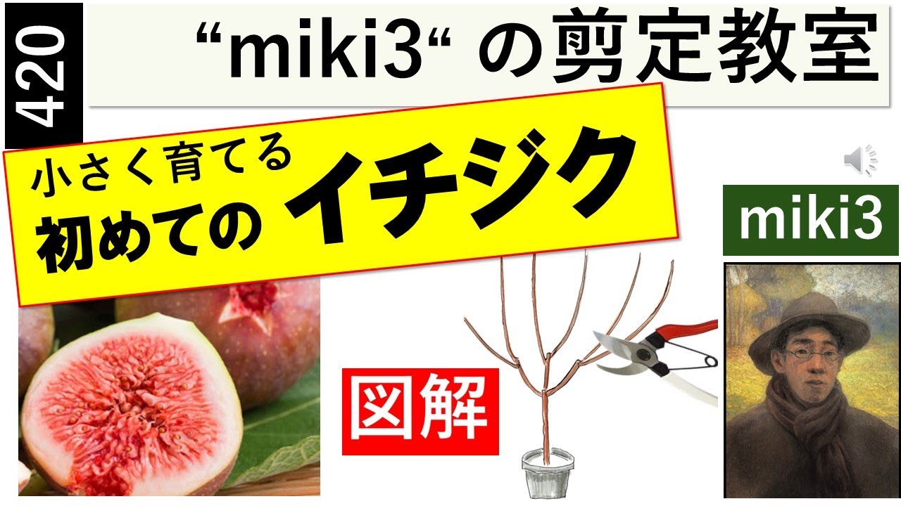 420 イチジク無花果の剪定、病虫害 miki3