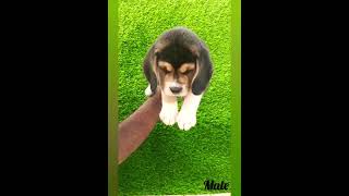Proper Marking Beagle Dog Male Puppy For Sale #short #trendingvideo #trendingshorts