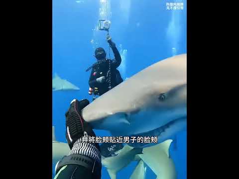 會向你微笑的鯊魚，那麼你會愛嗎？#科普 #動物科普 #鯊魚