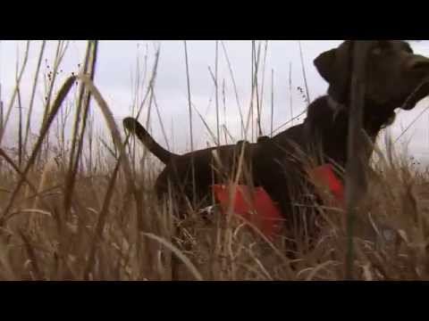 Pheasants Forever, Iowa