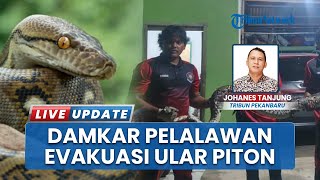 Ular Raksasa! Damkar Pelalawan Evakuasi Piton Sepanjang 4 Meter dari Permukiman