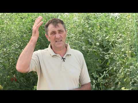 Imamo rešenje ep. 112 26.07.2021. Gajenje paradajza, zaštićen prostor, Radmilovac