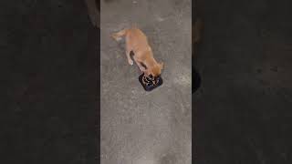 Video preview image #1 Boxer-Unknown Mix Puppy For Sale in Holly Springs, NC, USA