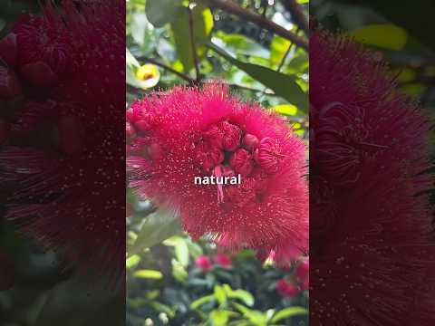 Agroforstwirtschaft zu Hause 🇮🇩 Das können Sie auch!